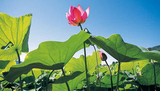 【閱讀全文】夏日消暑,來碗清心蓮子湯
