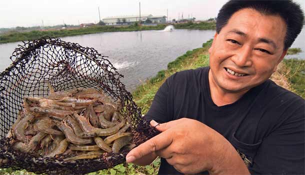 反叛傳統,養出霸王蝦