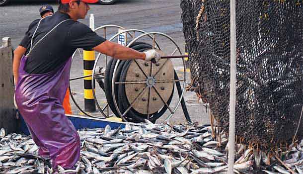 本土的Omega好魚哪裡找?