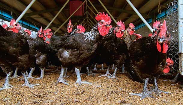 對H5N2禽流感疫情應有警覺