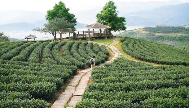 來玉蘭茶鄉的開門3件事