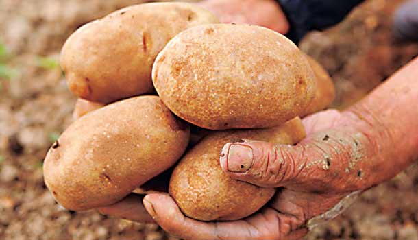 當令、在地、Eco Food 吃對了愛自己