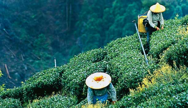 昂貴的高山茶口感佳,對身體也比較好?