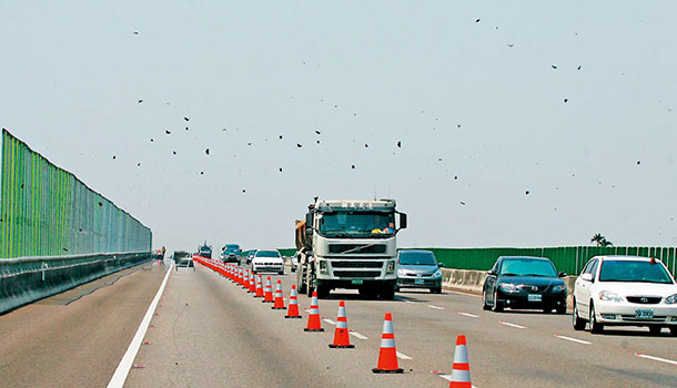 高速公路讓路給紫斑蝶