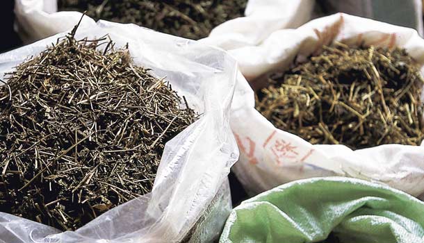 041 如何避開傷害腎臟的中草藥?
