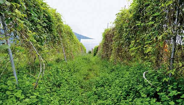 邦查農場生生不息的野菜,預訂才搶得到