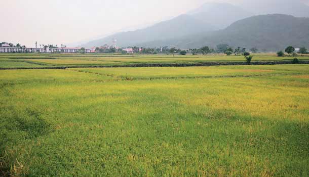 台北 Pastoral