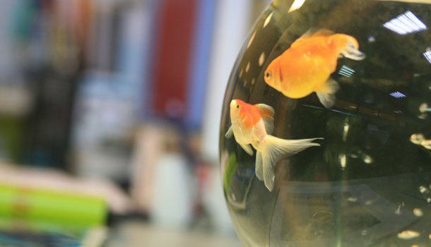 永恆的魚