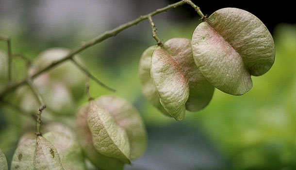 戀戀欒樹風華