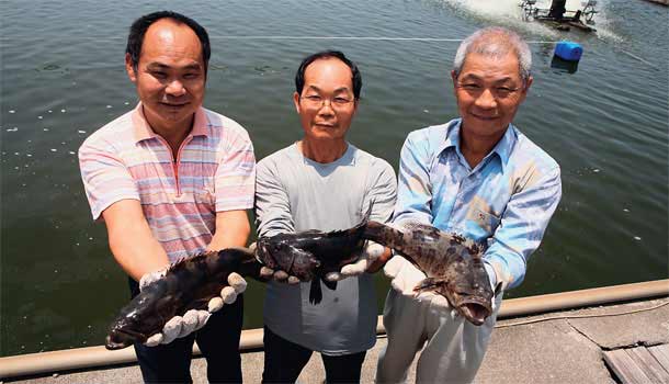 好生態養出好石斑魚
