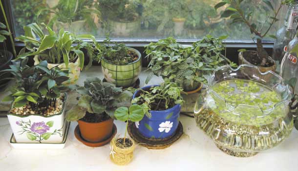 懶人養得活的10種室內植物