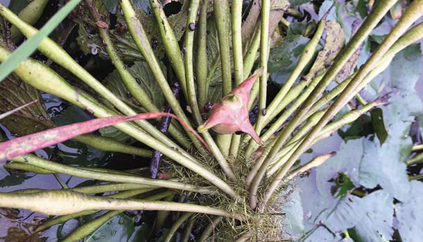 朱慧芳:水雉、樹蛙,綠色保育標章執法員