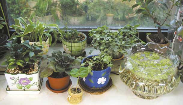 室內植物讓你過敏?