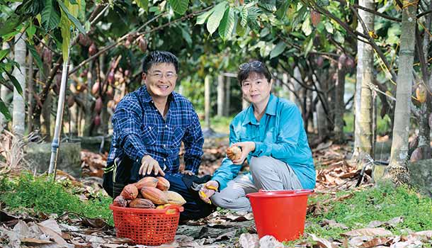 南國的陽光、空氣、水,孕育台灣可可豆
