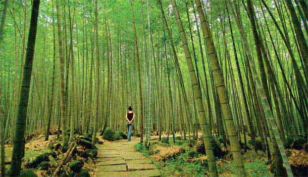 滿山負離子,消暑好去處