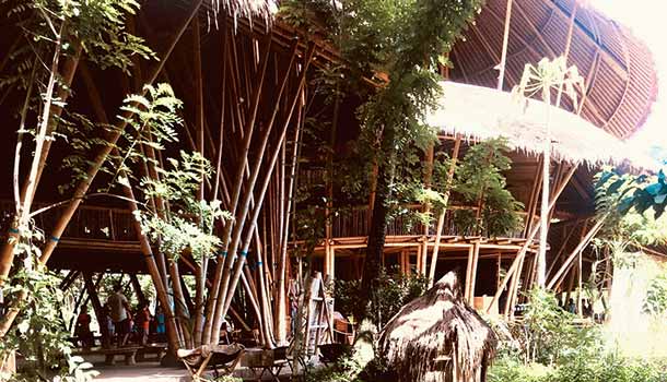 朱慧芳:校園就是一座生態菜園