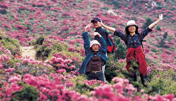 走,來一趟合歡山野花盛宴