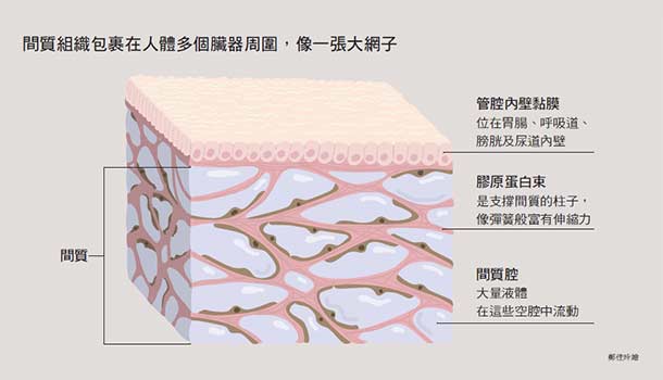 間質 可能解開中醫千年之謎