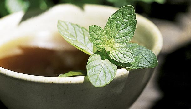 青草茶的健康秘方