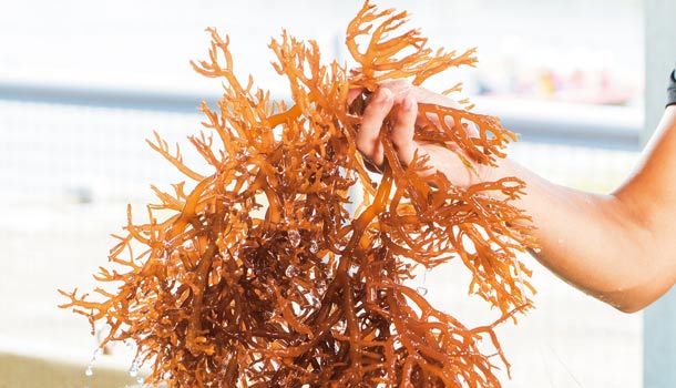 【閱讀全文】大海裡的超級抗老食物:海藻家族