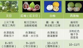 你知道嗎？「柚子」並不只有「文旦」