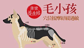 按摩８大穴位　紓緩毛小孩過敏