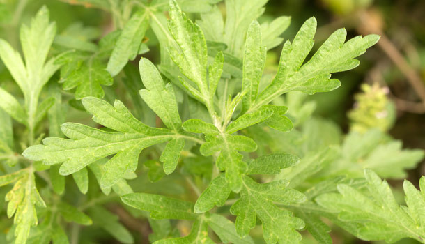 端午掛它避邪！艾草可不只這樣  入菜、驅蚊都好用