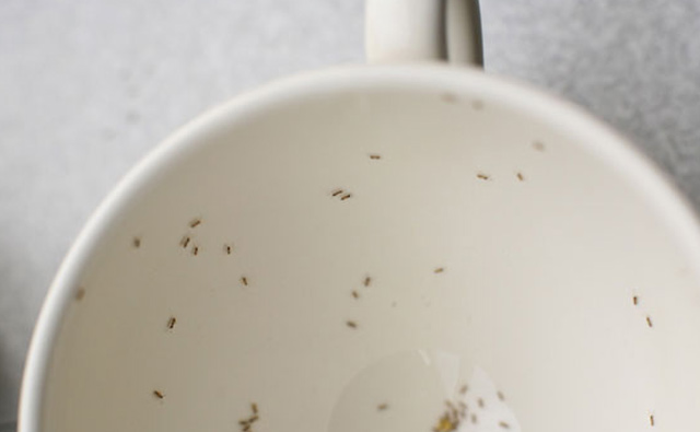 防蚊液標榜「純天然」，就一定最好？